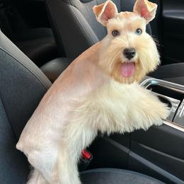 Draco Price 4600 - Wheaten male Miniature Schnauzer puppy in San Antonio, Texas from Texas Blessed Schnauzers