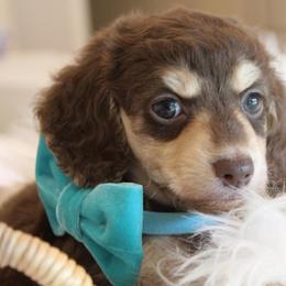 Curly - Chocolate and cream male Dachshund puppy in Laurel, Mississippi from Kissinger Dachshunds