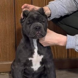 Willow - Gray brindle Cane Corso puppy in Bucyrus, Ohio from Woodleyswarriors