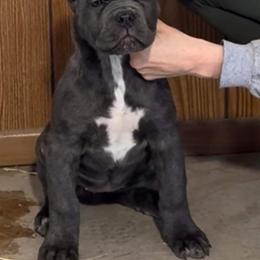 Willow - Gray brindle Cane Corso puppy in Bucyrus, Ohio from Woodleyswarriors