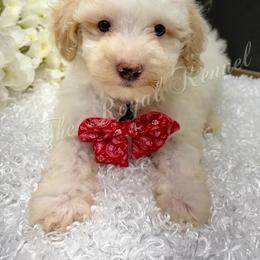 I've - Parti male Poodle puppy in West Plains, Missouri from The Royal Kennel