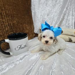 Emily - 1 lb 2 oz - Parti female Goldendoodle puppy in Floyd, Virginia from Hearts and Paws Poodles and Doodles