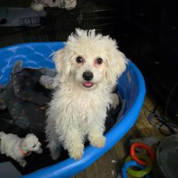 Female 1 - White female Bichon Frise puppy in Eaton Rapids, Michigan from JMs Bichons