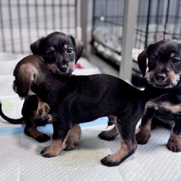 Companion Cross, Dachshund, and Miniature Schnauzer Puppies from Sheri Lauritsen
