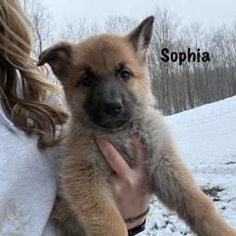 Yellow HC AKA Sophia - Bi-color female German Shepherd puppy in Terra Alta, West Virginia from Shepherd Country Farm and Kennels