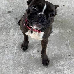 Molly Mae - Boston Terrier