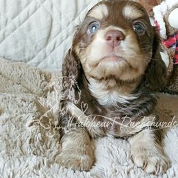 Dachshund Puppies from Haloheart Dachshunds