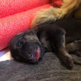 German Shepherd Puppies from Hacker Haus GSDs