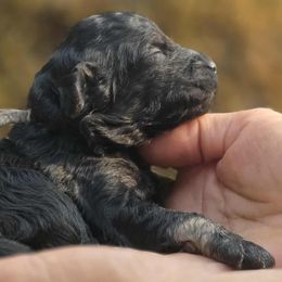 Quack - Seafoam Collar - Brindle female Poodle puppy in Springfield, Oregon from Valaurah Farms