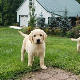 Labrador Retriever Puppies from Ganderwood