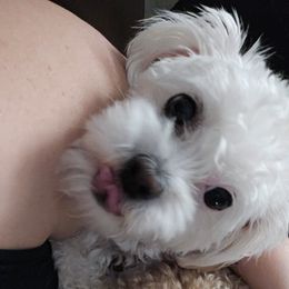 Opal - Shihpoo
