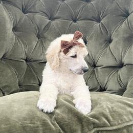 Cara - Cream female Poodle puppy in Leonard, Texas from Laird Farms