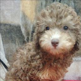 Dawn - Brown female Poodle puppy in Neosho, Missouri from Star Light Pups