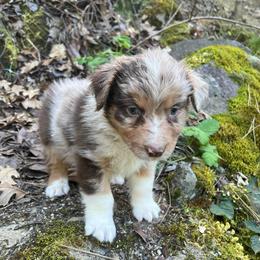 Sven - Red merle male Australian Shepherd puppy in Grants Pass, Oregon from Carmel Mountain Aussies