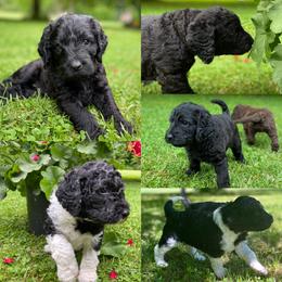 Labradoodle Puppies from Pisgah Creek Doodles