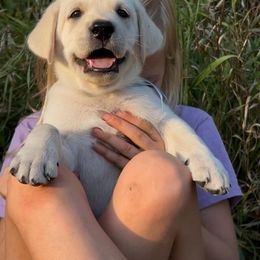 Boy 1 - male Labrador Retriever puppy in Earlham, Iowa from Family Labs