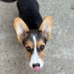 Rosalita - Red female Pembroke Welsh Corgi puppy in Sacramento, California from 777 Corgis