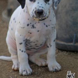 Female 3 - White and black female Dalmatian puppy in Lake Mathews, California from Bully Market
