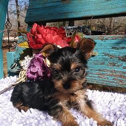 Shih Tzu and Yorkshire Terrier Puppies from Silver Bells Paw Prints