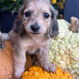 Shaded cream dapple boy - Dapple male Dachshund puppy in Payette, Idaho from NT Mini Doxies