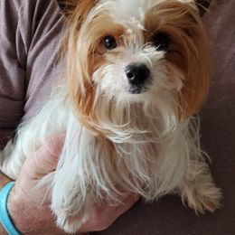 Yorkshire Terriers from Michelle's Yorkies