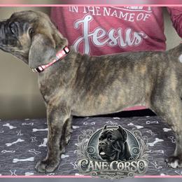 Skye - Gray brindle female Cane Corso puppy in Warren, Ohio from Northeast Ohio Cane Corso