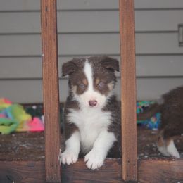 Border Collie, English Setter, and Miniature American Shepherd Puppies from First Harmony Farms