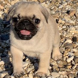 Apollo - Fawn male Pug puppy in Prairieville, Louisiana from Freedom Meadow Farm