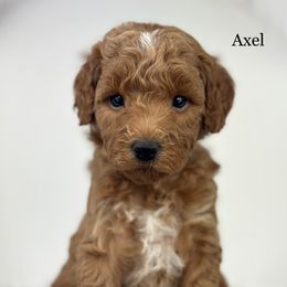 Axel - Red  male Goldendoodle puppy in Milford, Indiana from Railway Acres Kennel