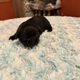 Haiti - Black female Shih Tzu puppy in Success, Missouri from Sweet Success