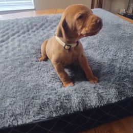 Cream - Vizsla puppy from Izabella Vizslas