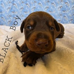 Black - Red and rust male Doberman Pinscher puppy in Knox, Indiana from Double River Dobermans