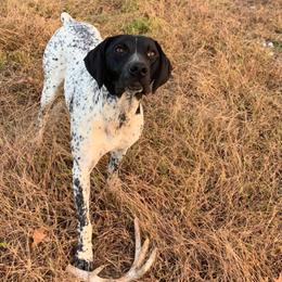 Boone - Black roan male German Shorthaired Pointer puppy in Huntington, Texas from B&B GSP’S
