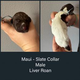 Maui - Liver roan male German Shorthaired Pointer puppy in Marshfield, Missouri from Pebblebrook German Shorthaired Pointers