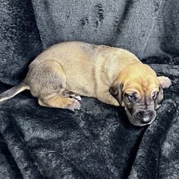 Yellow - Fawn male Great Dane puppy in Aspers, Pennsylvania from Elja Danes