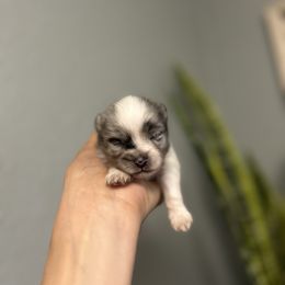 Pomeranian Puppies from Vargas Boyz Kennel