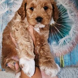 Jimmy Chew - Golden male Cockapoo puppy in Indiahoma, Oklahoma from Phamily Doodles