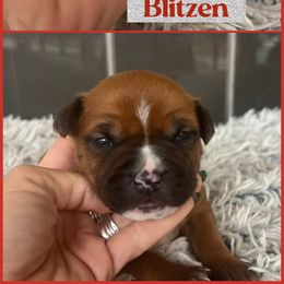 Blitzen - Red male American Staffordshire Terrier puppy in Marietta, Georgia from Ambition Amstaffs