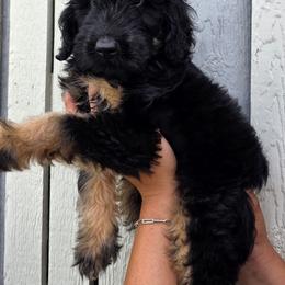 Cashew - Black tri-color male Aussiedoodle puppy in Lithia, Florida from Waterford Doodle Farm