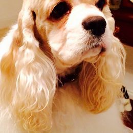 Cocker Spaniels from Sefirot