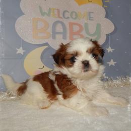 Shih Tzu puppies from Shedd's Shih Tzus