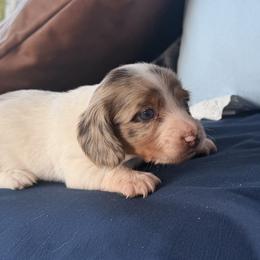 Boy 2 - Piebald male Dachshund puppy in Bowdon, Georgia from Doodle Bugs Doxies