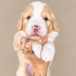 Gideon - male Australian Mountain Doodle puppy in Savannah, Missouri from Rose Creek Mini Aussies and doodles
