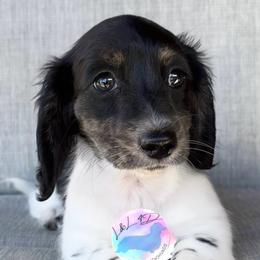 Brindle Pointed Piebald Girl - Brindle female Dachshund puppy in Houston, Texas from L&L 4D Dancer’s Dachshunds