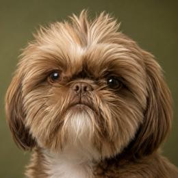 Sgt Riggs - Shih Tzu