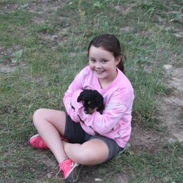 Bernedoodle and Bernese Mountain Dog Puppies from Basin Berners