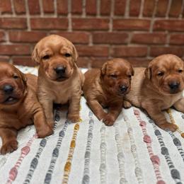 Male 4 - Yellow male Labrador Retriever puppy in Wardensville, West Virginia from Sager’s Labrador Puppies