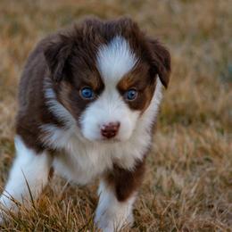 Mackenzie - Red tri female Miniature Australian Shepherd puppy in Blackfoot, Idaho from Bellewynd Acres