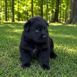 Orange Collar - Black male German Shepherd puppy in Casscoe, Arkansas from Crown H Shepherds