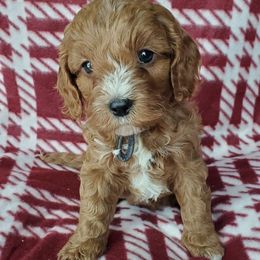 Black Boy - Red male Cavapoo puppy in Wisconsin from Catch A Cavapoo